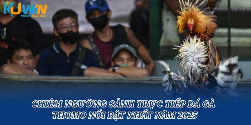 Chiêm ngưỡng sảnh trực tiếp đá gà Thomo nổi bật nhất năm 2025