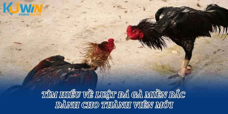 Tìm hiểu về luật đá gà miền Bắc dành cho thành viên mới